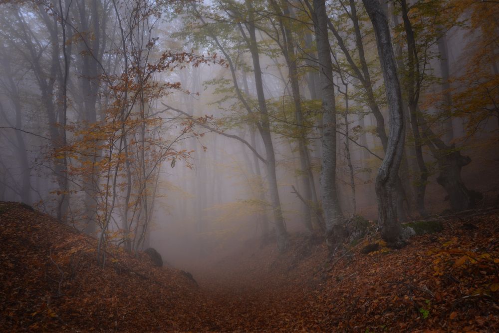 Photograph by Гордиенко Анатолий