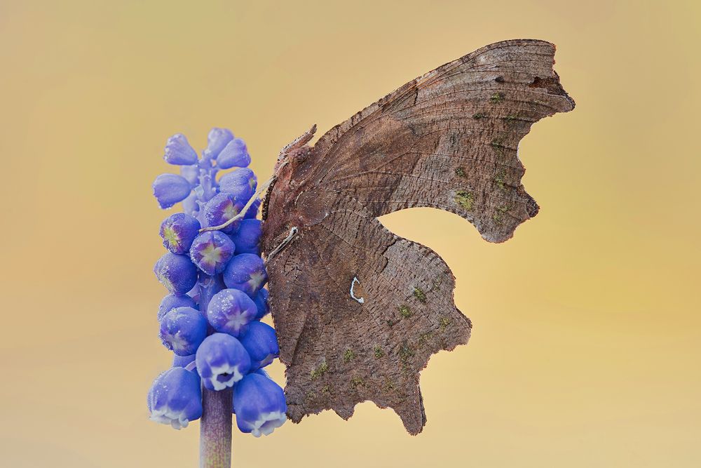 Polygonia c-album (Linneaus 1758)