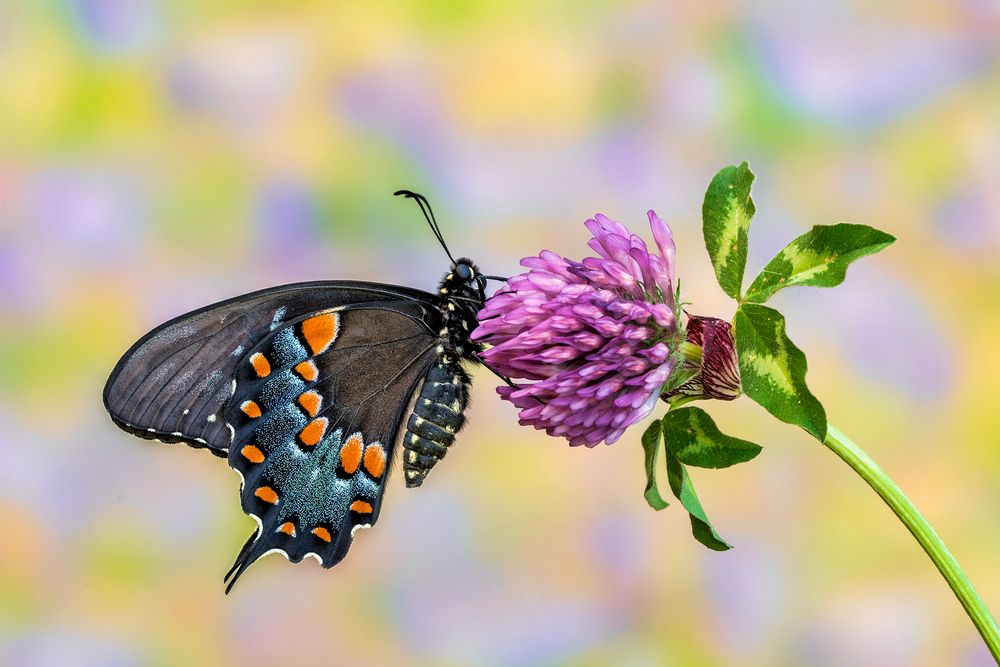 Papilio troilus (Linnaeus, 1758)
