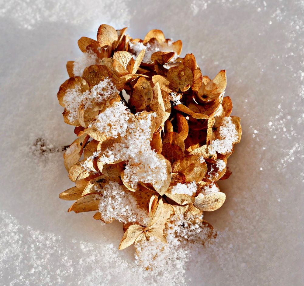 Photograph by Annie Trudel