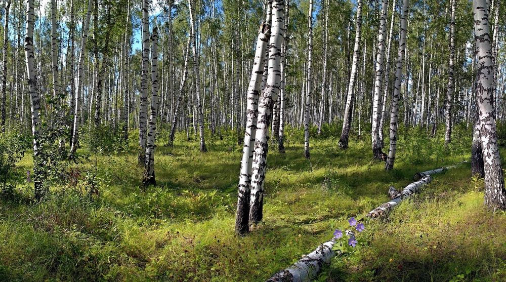 Фотография автора Николай Бологов