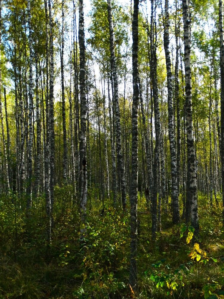 Photograph by ILONA OTRUTSKAYA