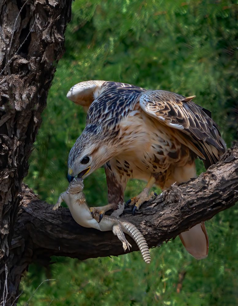 Photograph by Bibhas Deb