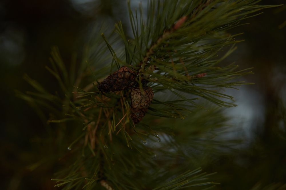 Photograph by Светлана Сафонова