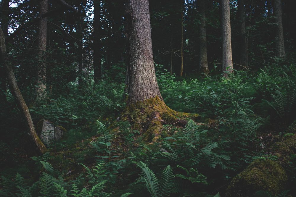 Фотография автора Алексей