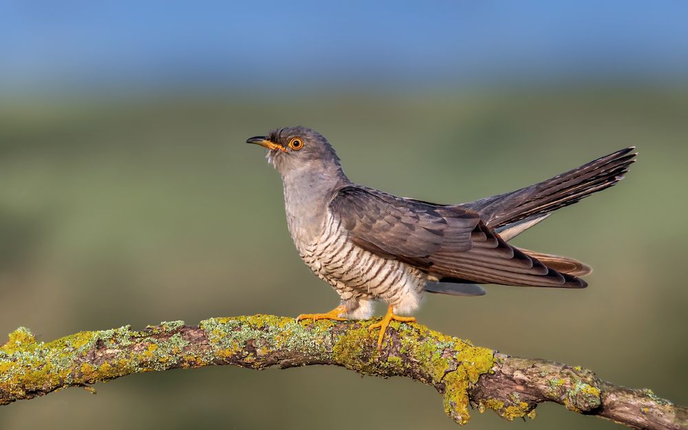 Полосатый ловелас
