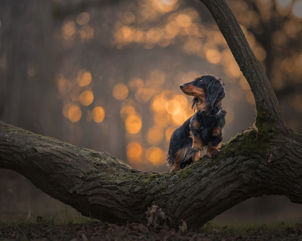 Photograph by Susan Lang