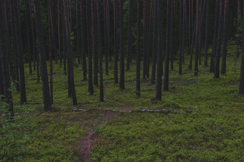 Фотография автора Алексей