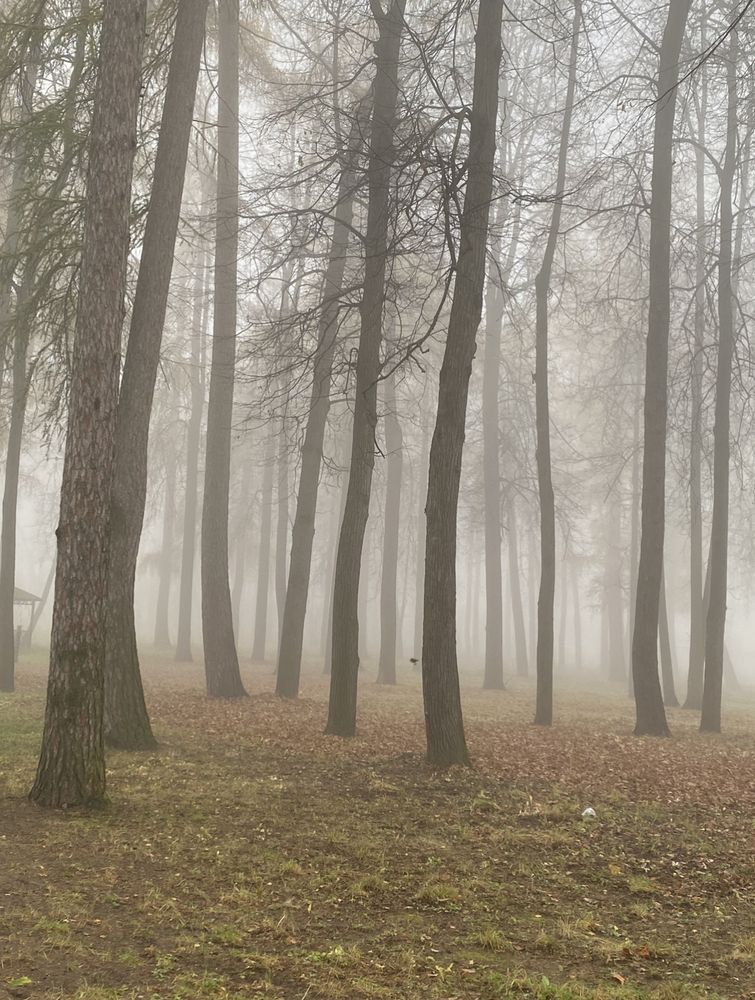 Photograph by Светлана Ионова