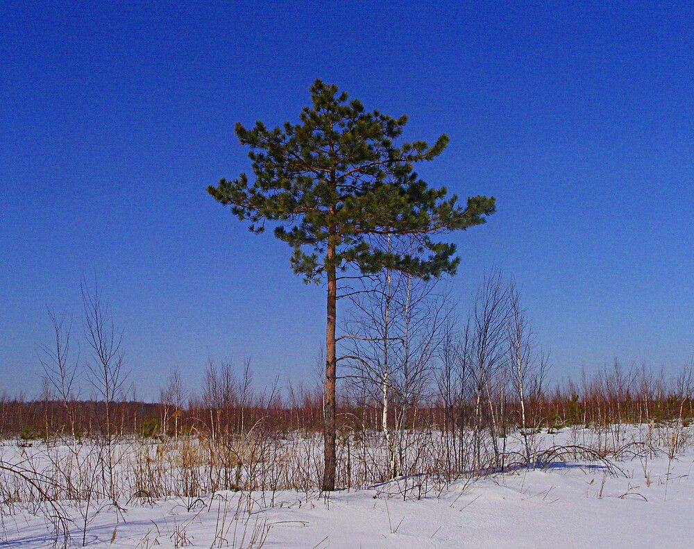 Photograph by Виктор Мухин