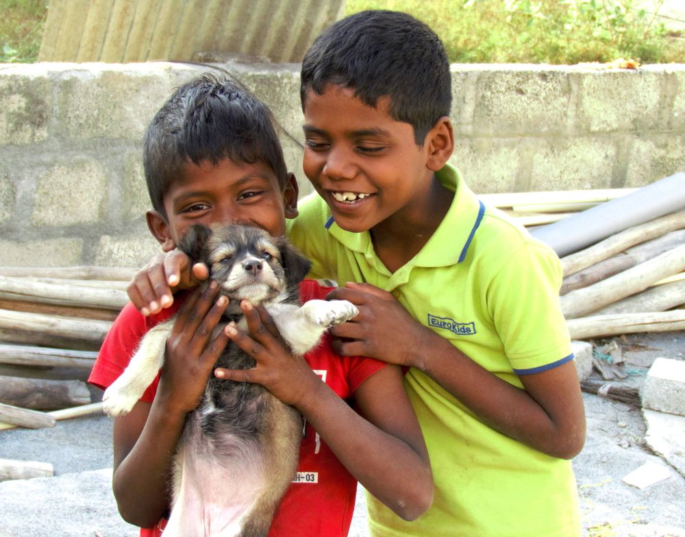 2 random boys play around with a stray dog