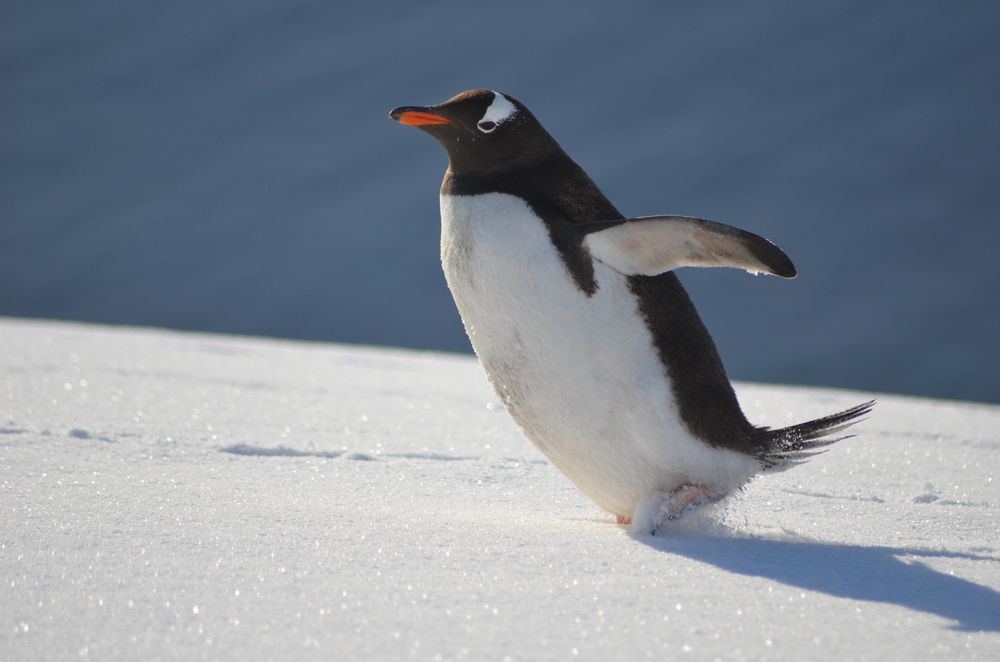 Photograph by Tamara Karelí Mori César