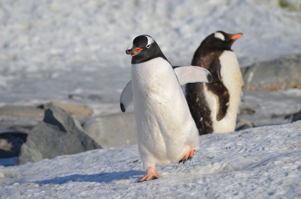 Do not disturb, penguin at work.