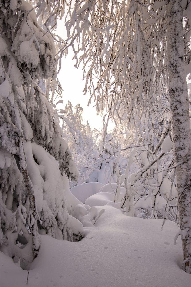 Фотография автора Светлана Роткина