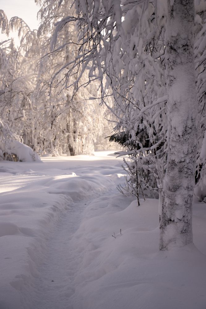 Фотография автора Светлана Роткина