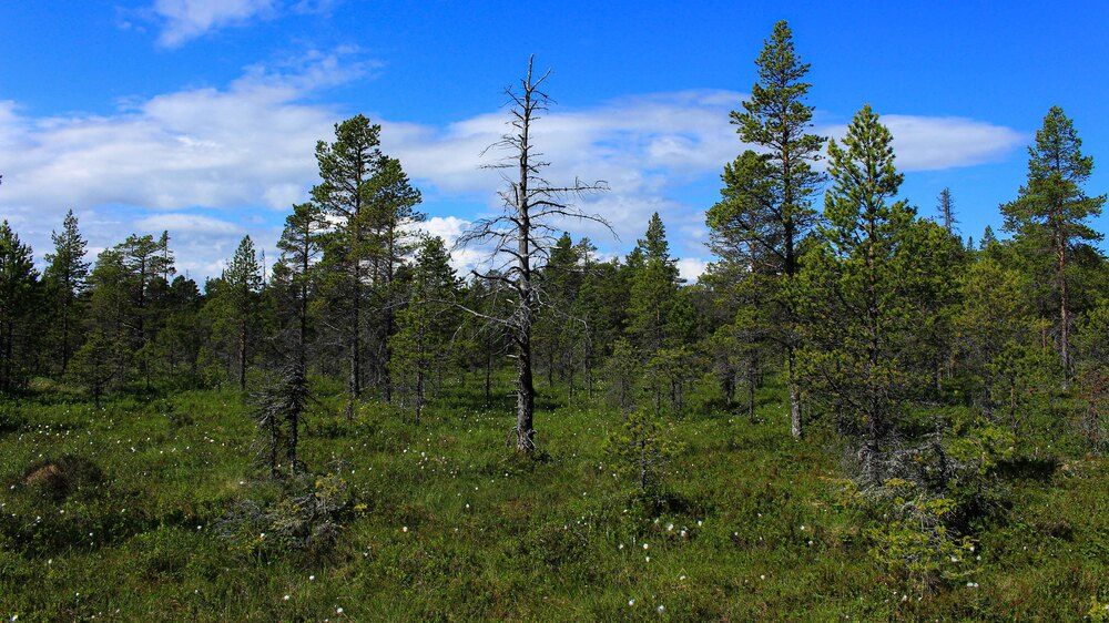Фотография автора Александр Довганюк