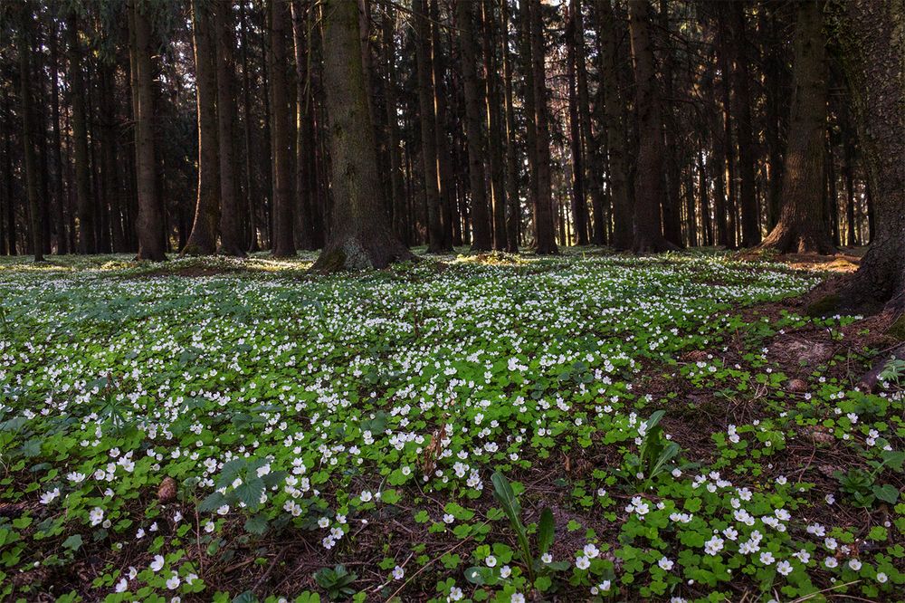 Фотография автора Борис Журавлёв