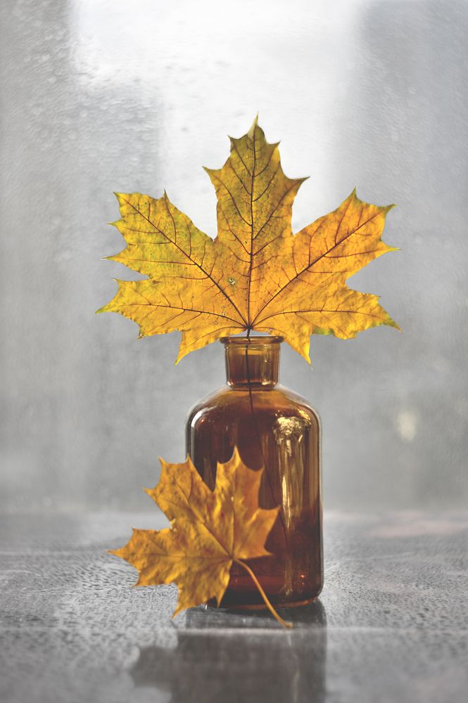 Переменчивость осени/The variability of autumn