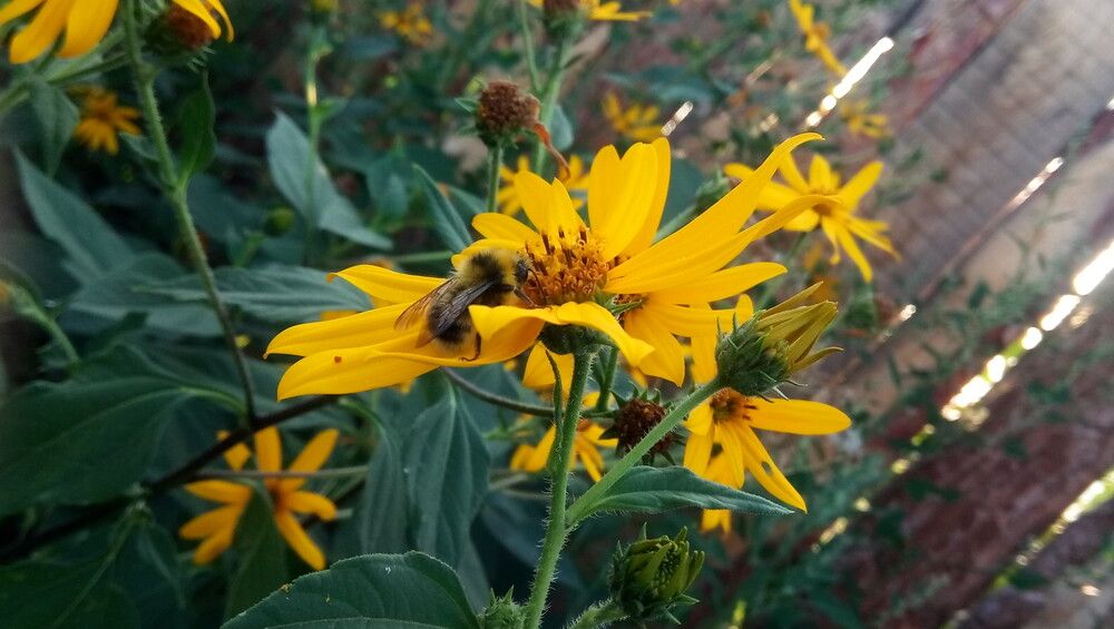 Пчела и топинамбур