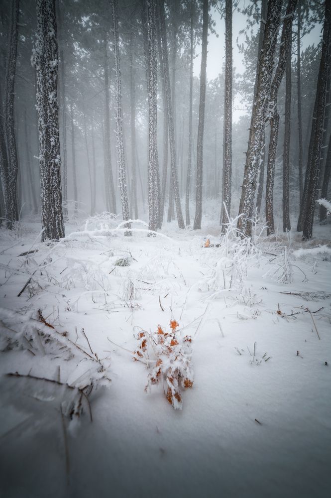 Frosty Forest