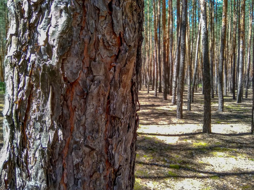 Photograph by Талисман Виталий