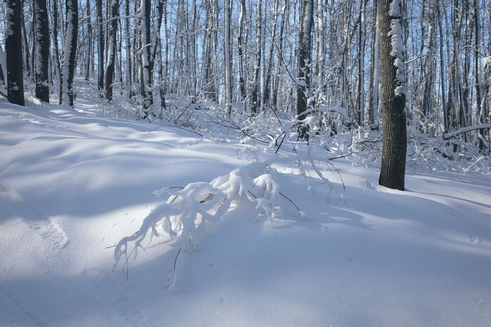 Photograph by Алла Никушкина