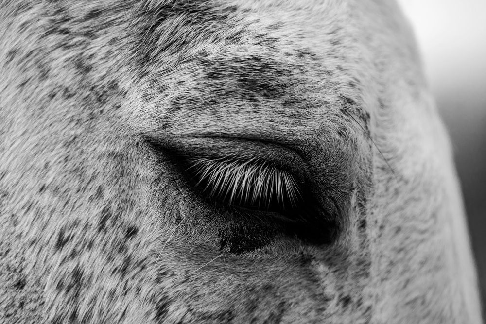 Photograph by Irina Tischer