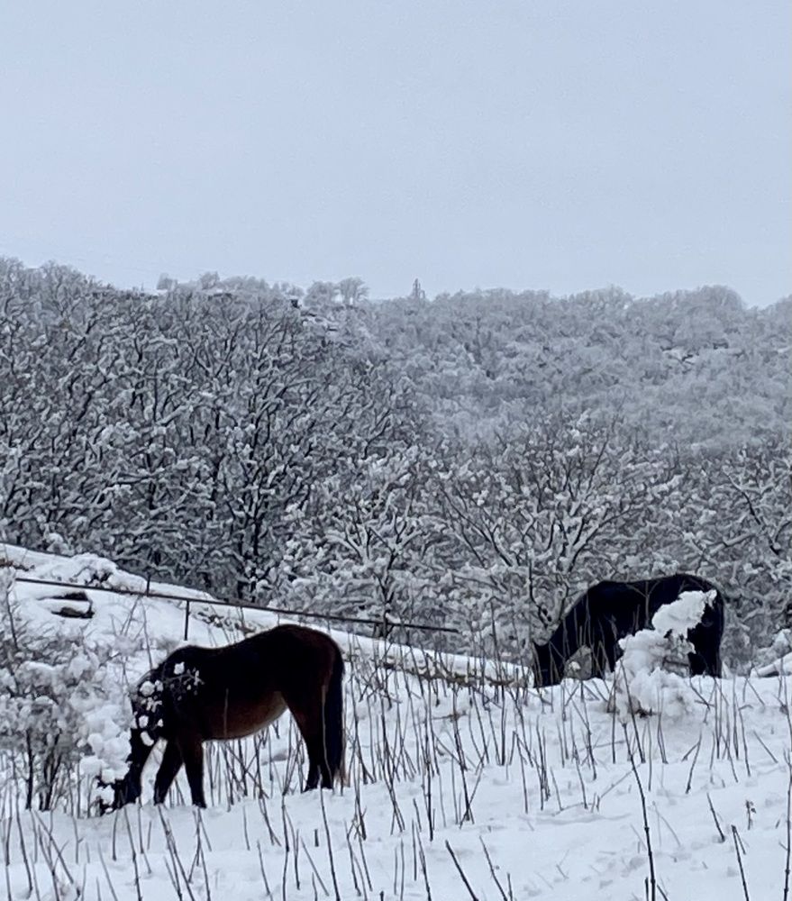 Photograph by Фарида