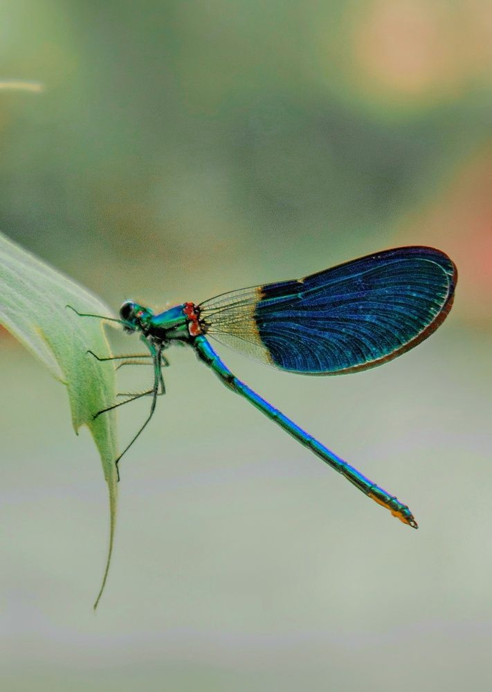 Photograph by zahra salardini