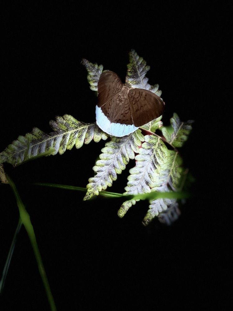 Papillon bleu de Koh Ya noi