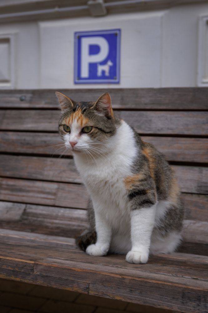 Photograph by Armen  Maitesian