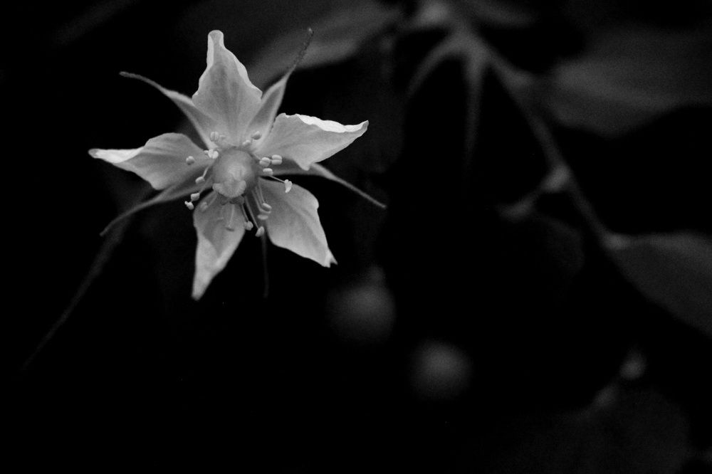 Photograph by CRINALDO REIS