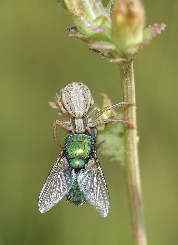 Photograph by Аlessandro