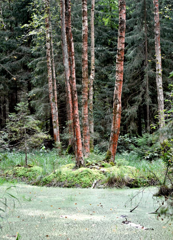 Фотография автора Mila Oreshkina