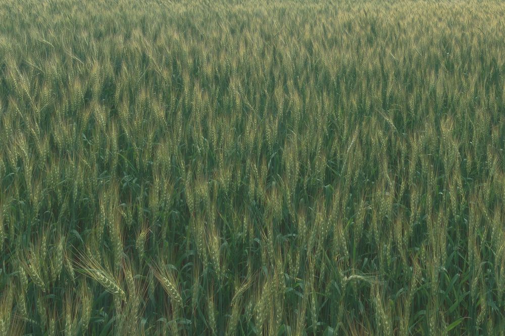 Фотография автора Ковалев Максим