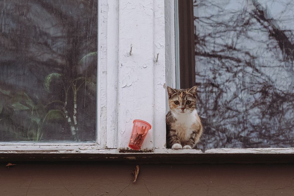 Котик курильщика