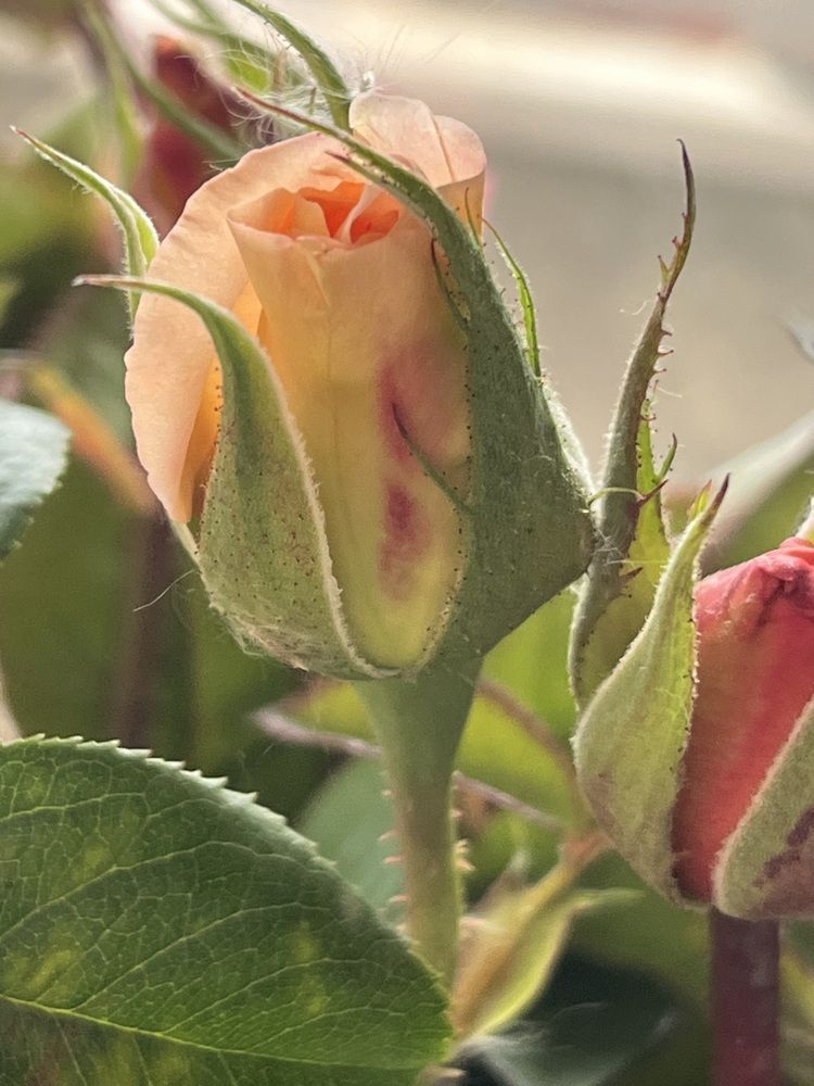 Photograph by Erika Osipova