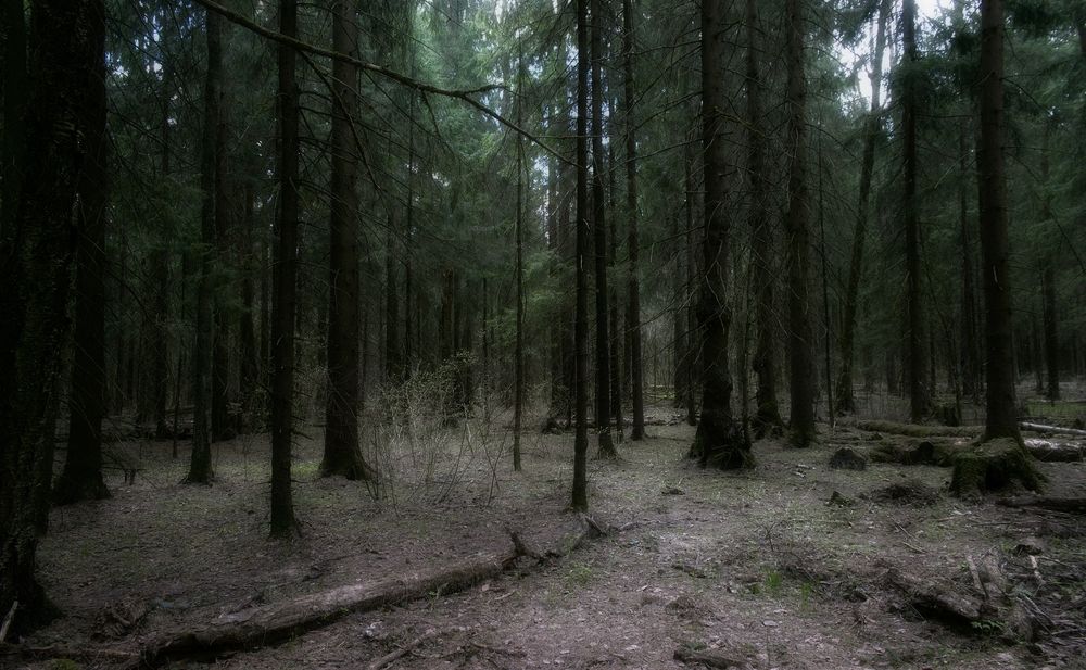 Photograph by Михаил Косолапов