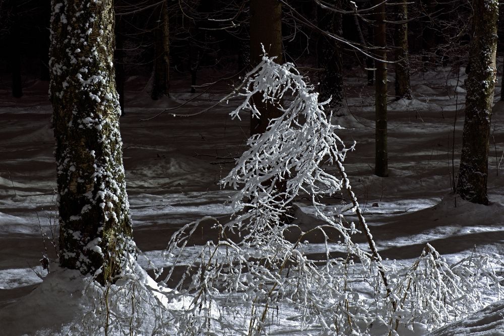 Photograph by Михаил Косолапов