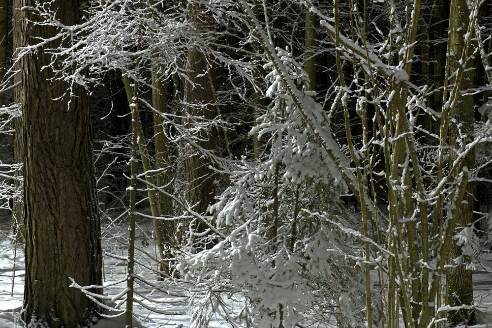 Photograph by Михаил Косолапов