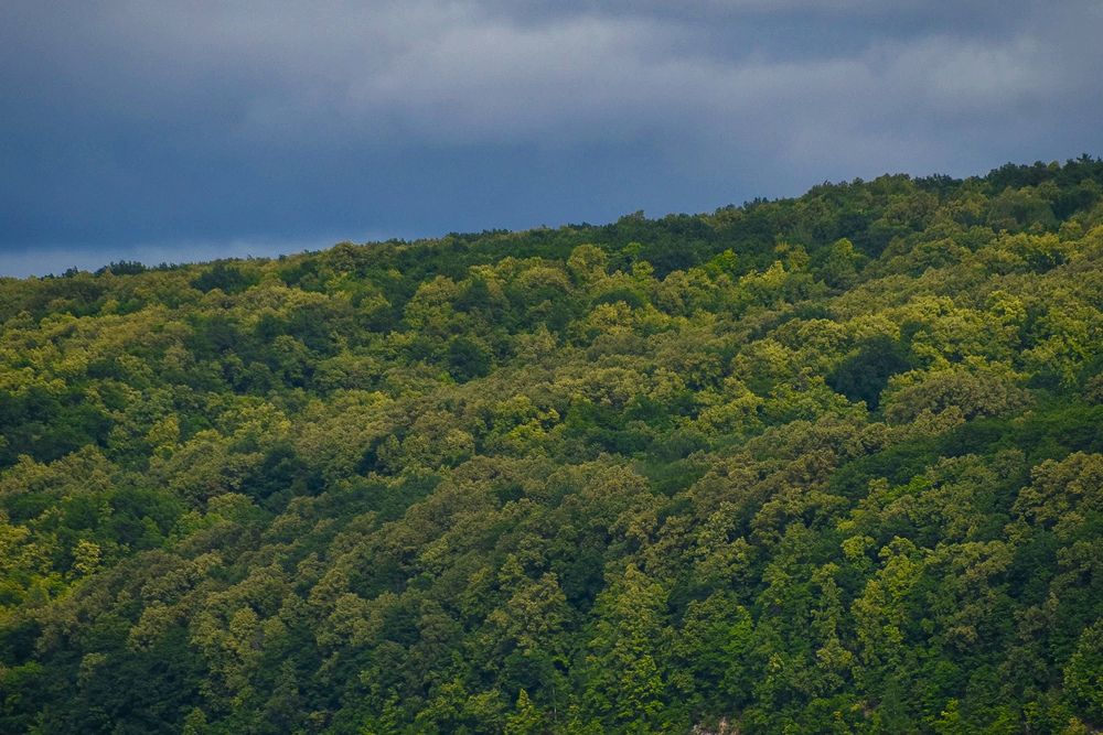 Photograph by Elvira