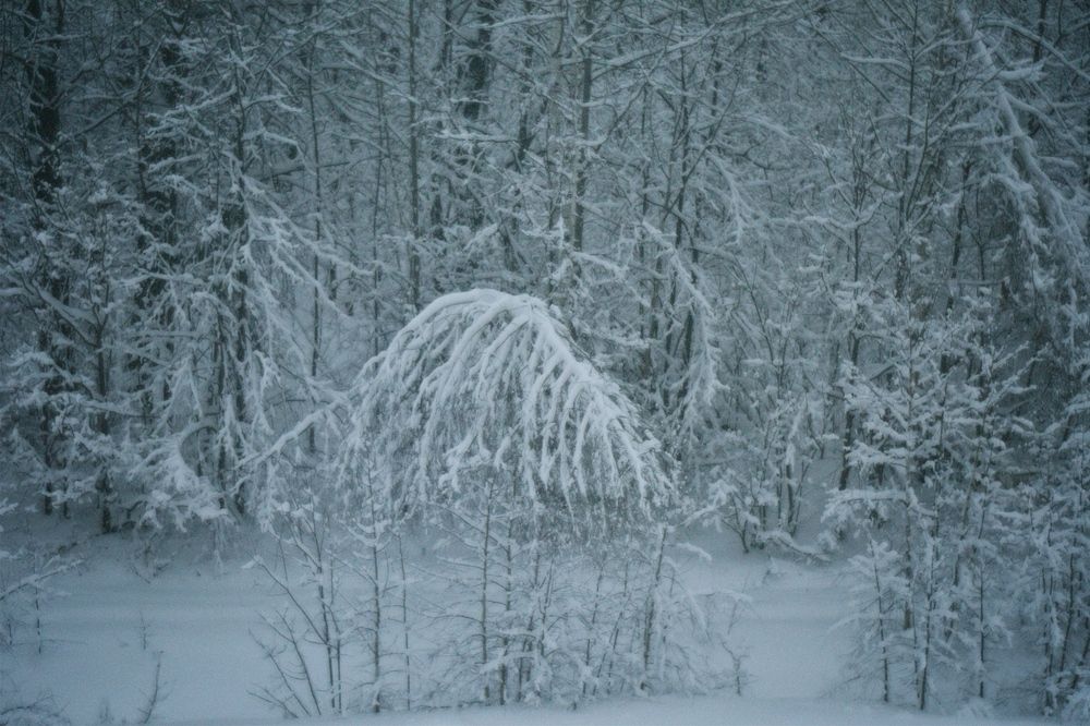 Photograph by Elvira