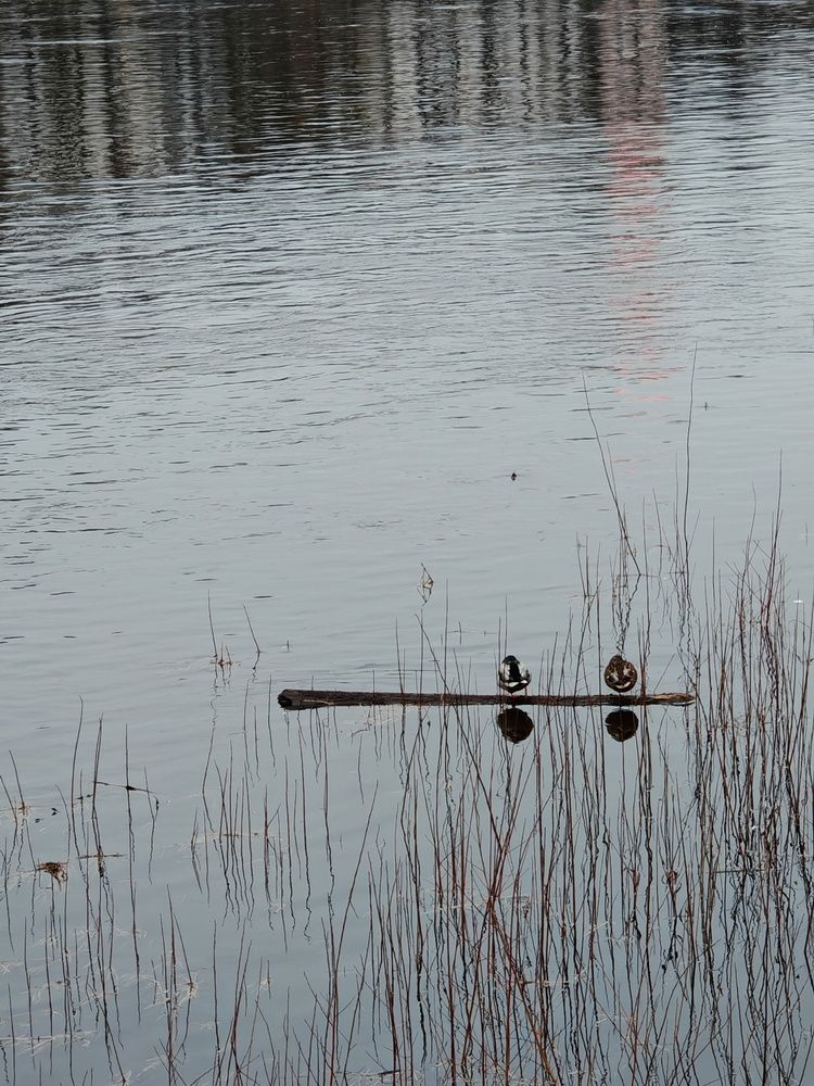 Фотография автора Юлия Шидловская