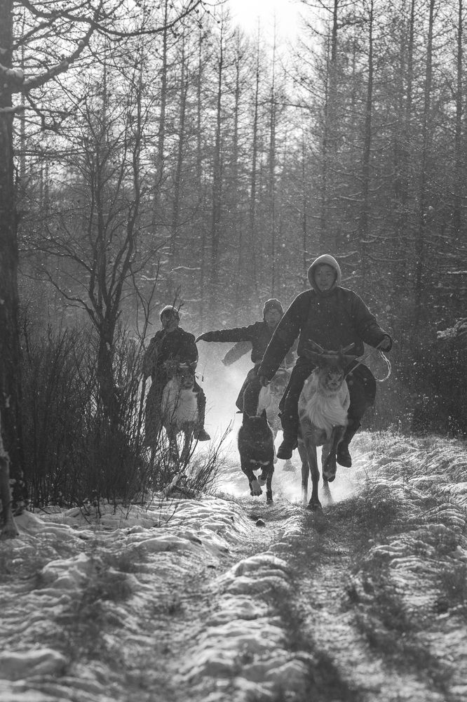 "Taiga Heritage – Children Racing on Reindeer"