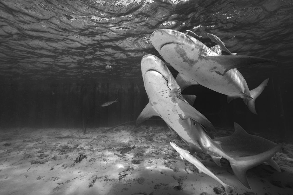 Photograph by Ceci Ver