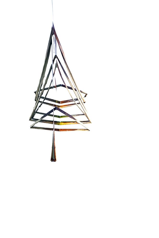 В пруду родилась елочка