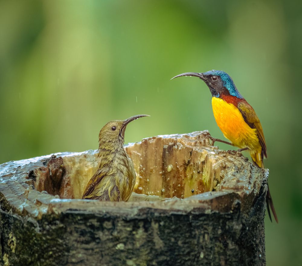 Photograph by Abhijit khatua