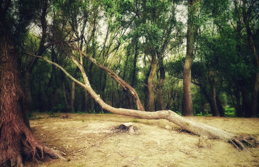 Photograph by Елена Василева