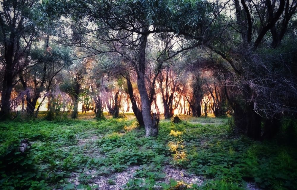 Photograph by Елена Василева