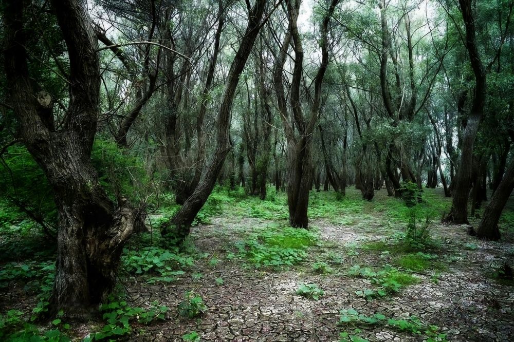 Photograph by Елена Василева